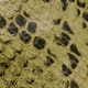 Lime Snake Emboss
