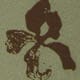 Iris Border