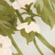 Tarragon