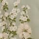 Tarragon