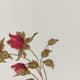 American Beauty