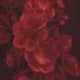 Sanguine