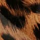 Crinkle Leopard