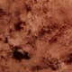 Walnut Crushed Velvet