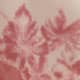 Cameo Rose