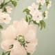 Tarragon
