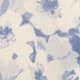 Larkspur