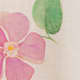 Derian à fleurs
