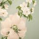 Tarragon