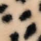 Dalmatian