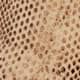 Desert Snake