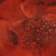 Carnelian