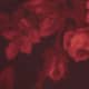 Sanguine