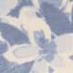 Larkspur
