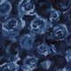 Blue Rose
