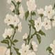 Tarragon