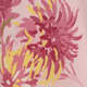 Chrysanthemum