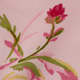 Chrysanthemum