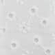White Eyelet