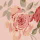 Rose Serenade