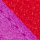 Pitaya Satin Poppy Leather