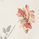 Climbing Rose