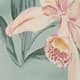 Venus Orchid