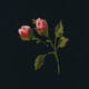 Evening Roses