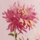 Chrysanthemum