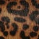 Leopard Haircalf