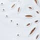 Optic White Eyelet