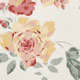 Climbing Rose