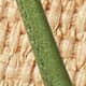 Natural Raffia Jade Leather