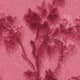 Hothouse Rose
