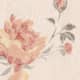 Climbing Rose