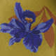 Vanda Orchid