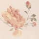 Climbing Rose