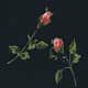 Evening Roses