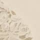 Fior Di Latte Lace